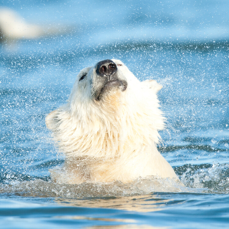 Polar Bears Wall Calendars 2025 Buy at UKposters