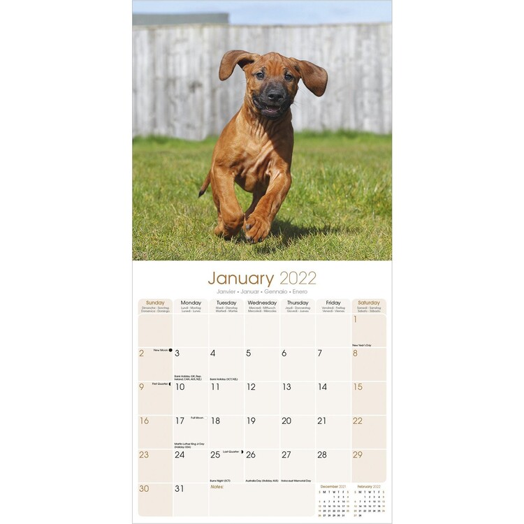 Rhodesian Ridgeback Wall Calendars 2024 Buy at UKposters