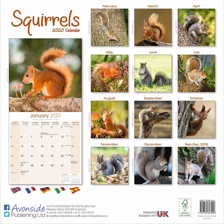 Squirrels Wall Calendars 2024 Buy at Europosters