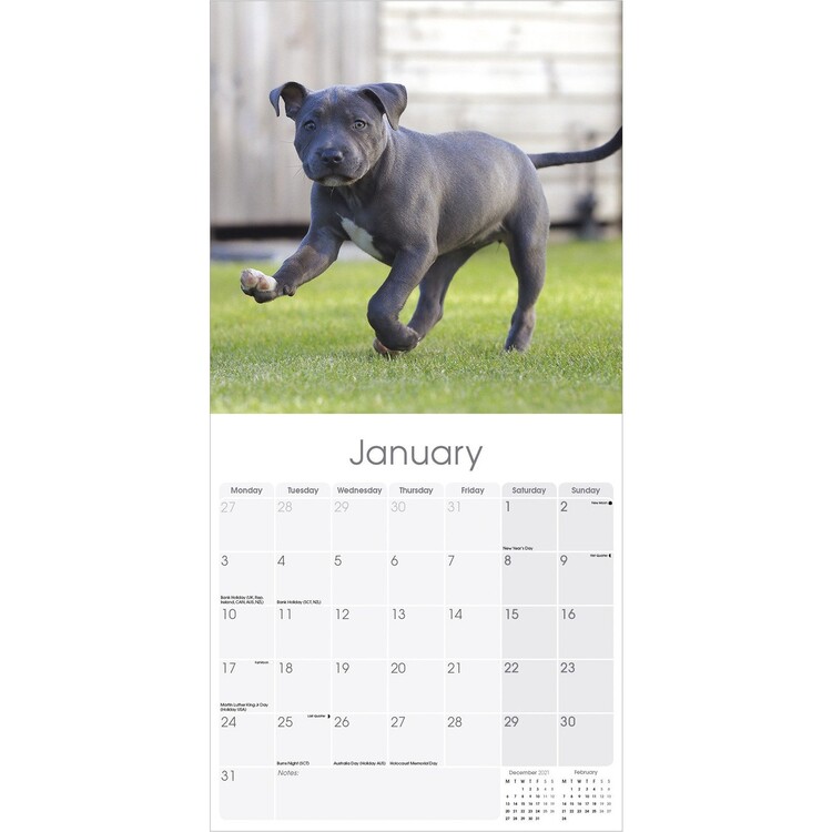 Staffordshire Bull Terrier Pups Wall Calendars 2024 Buy at Europosters