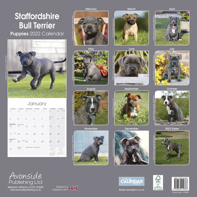 Staffordshire Bull Terrier Pups Wall Calendars 2024 Buy at Europosters