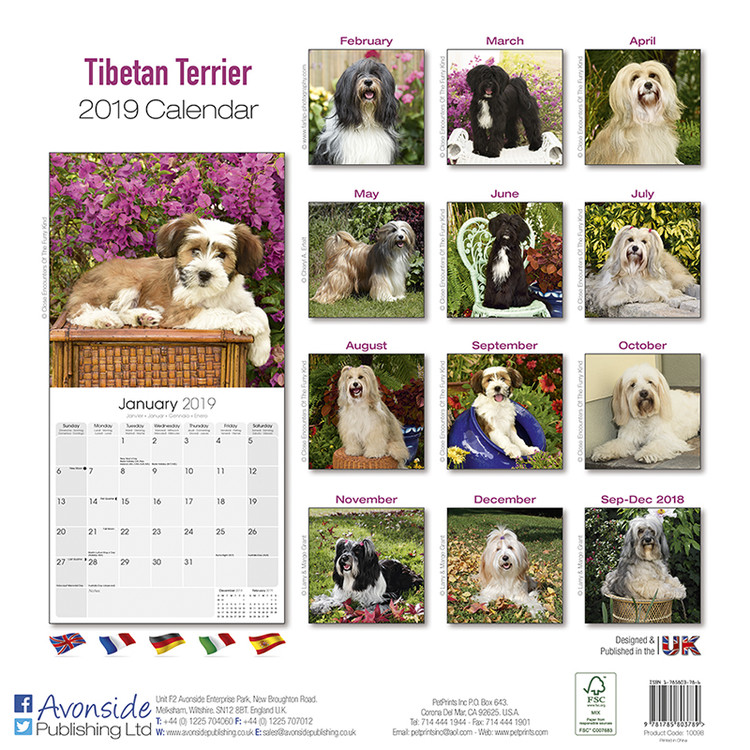 Tibetan Terrier Wall Calendars 2024 Buy at UKposters