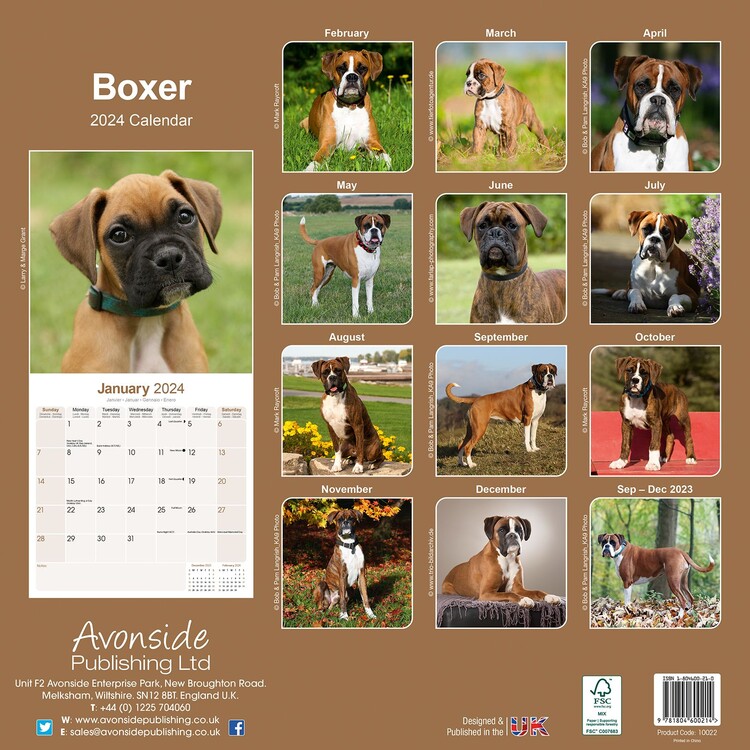 Boxer - Calendriers 2024