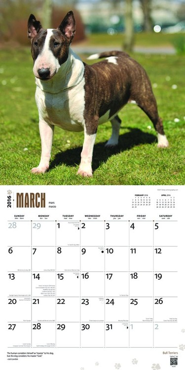 Bull Terrier Calendrier 2020 - 