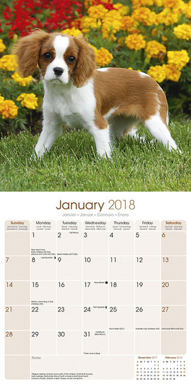 Calendrier Mural 2026 Cavalier King Charles - Format A3 (30x42 Cm) - 12 Magnifiques Photos Par Mois - Grande Grille De Dates