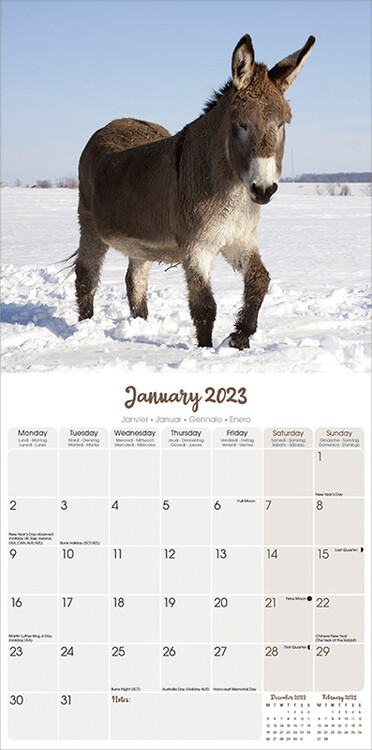Donkeys - Calendriers 2023