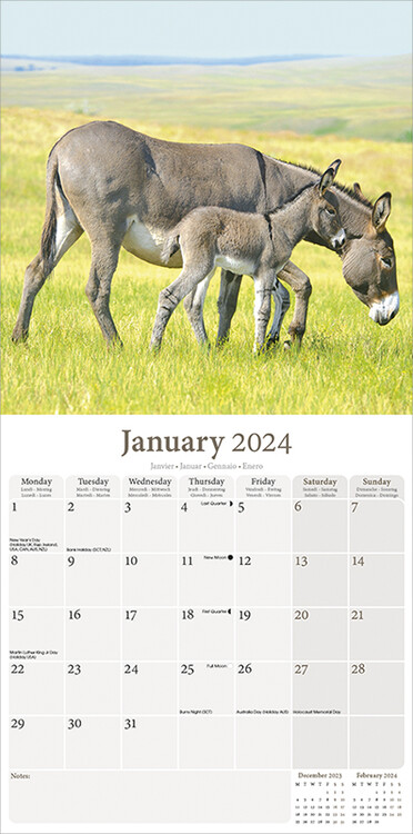 Donkeys - Calendriers 2024