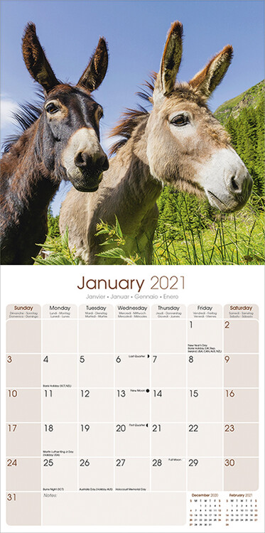 Donkeys - Calendriers 2021