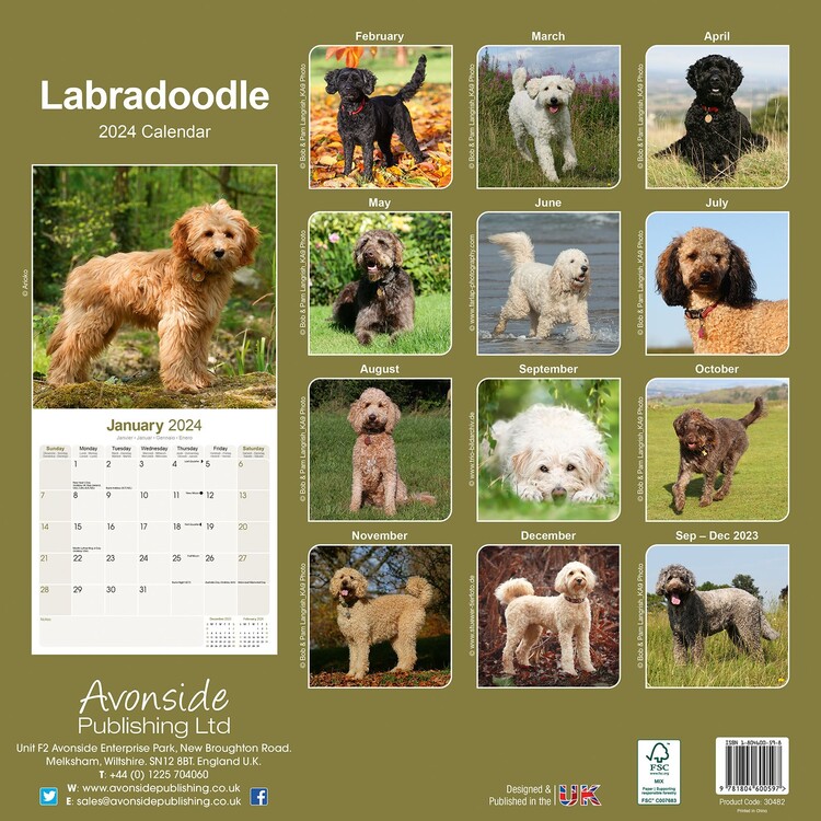 Labradoodle Calendriers 2024 Achetez sur Europosters