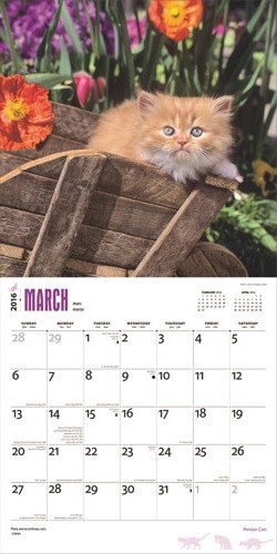 Persan - Calendriers 2016 | Achetez sur Europosters