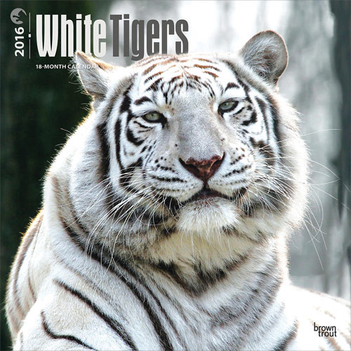 Tigres blancs Calendrier 2018 Acheterle sur Europosters.fr Tigres blancs Calendrier 2018 Acheterle sur Europosters.fr