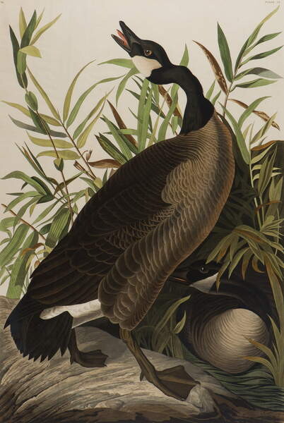 Samolepka Canada Goose, 1827-1838