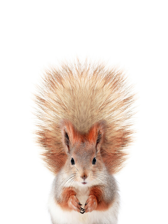 Print op canvas Baby Squirrel