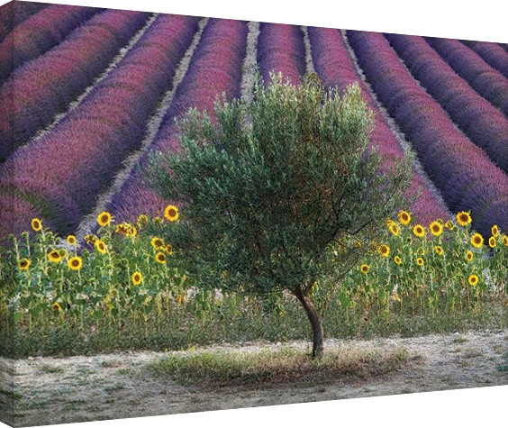 Print op canvas David Clapp - Olive Tree in Provence, France