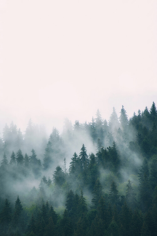 Print op canvas Fog and forest