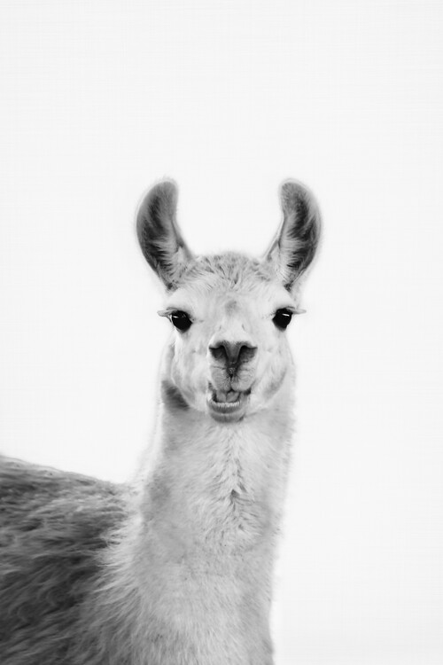 Print op canvas Happy llama