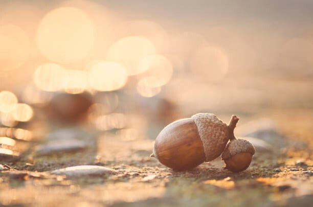 Canvas Print Acorns