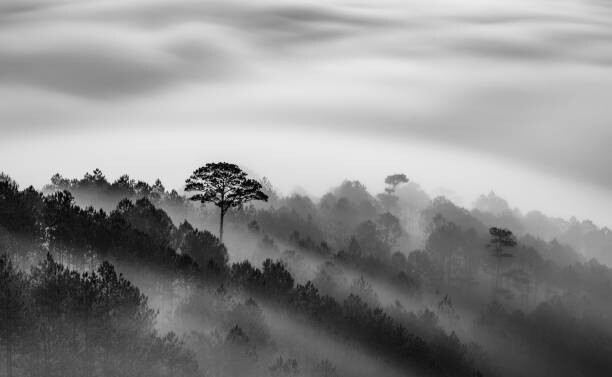 Canvas Print Big tree in Pine forest in mist