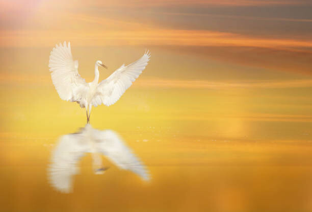 Canvas Print Bird Dance