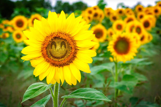 Canvas Print Comical Sunflower