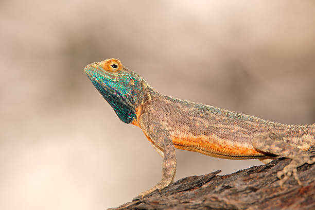 Canvas Print Ground agama