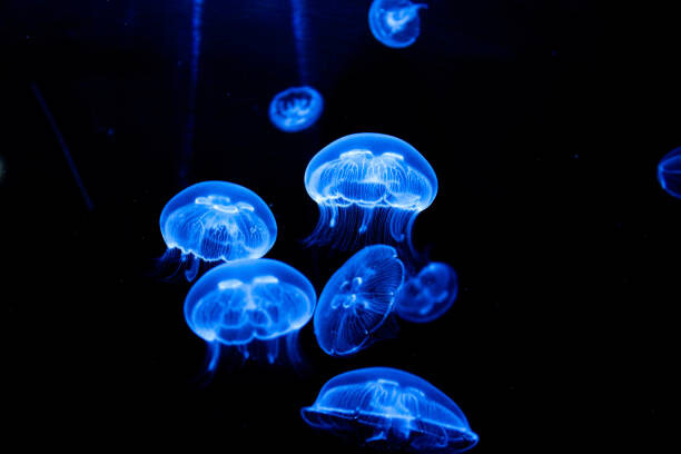 Canvas Print Jellyfish