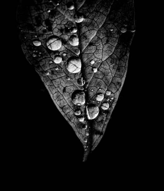 Canvas Print Raindrops