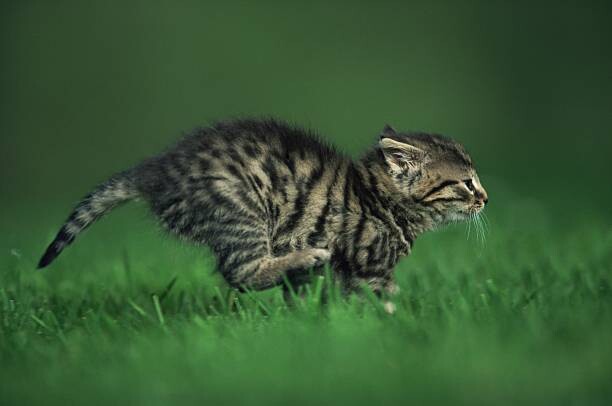 Canvas Print Running kitten