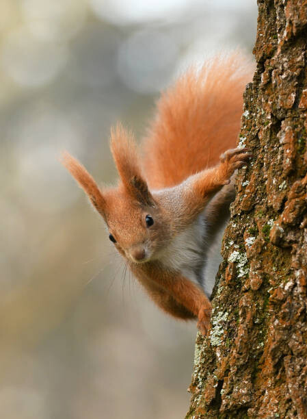 Canvas Print Squirell