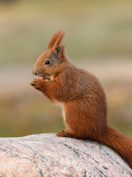 Canvas Print Squirell