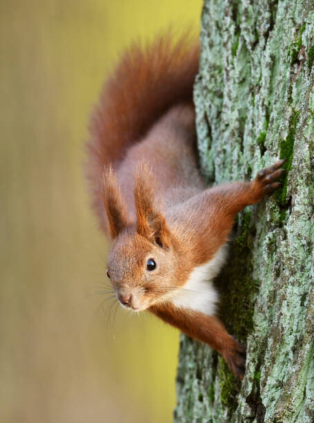 Canvas Print Squirell