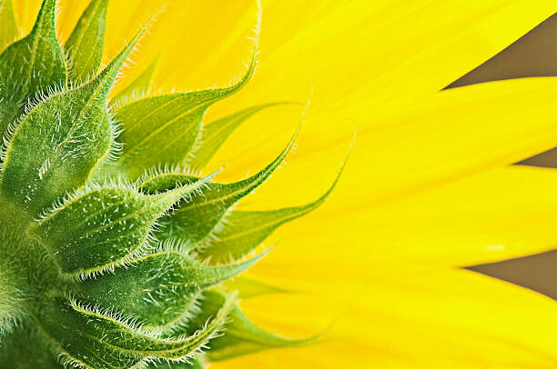 Canvas Print Sunflower