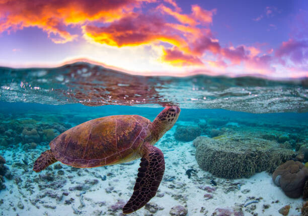 Canvas Print Sunset Turtle