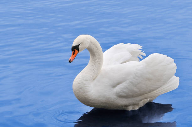Canvas Print Swan