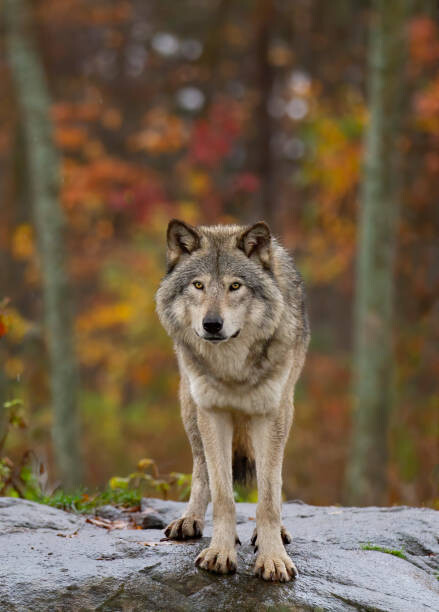 Canvas Print Timber wolf  standing on a