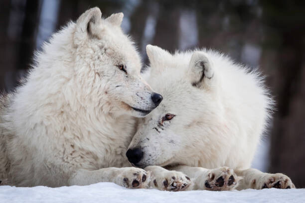 Canvas Print Wolf Love