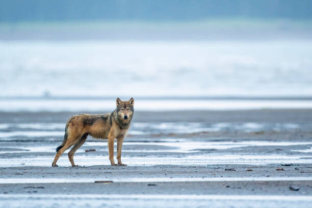 Schilderij op canvas An Alaskan coastal wolf
