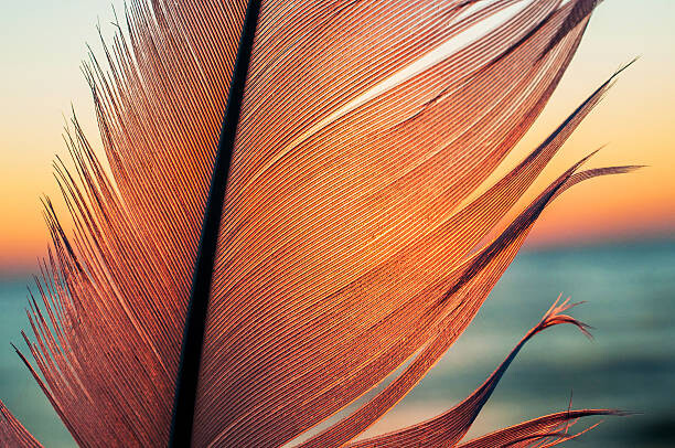Schilderij op canvas Bird feather on sunset background