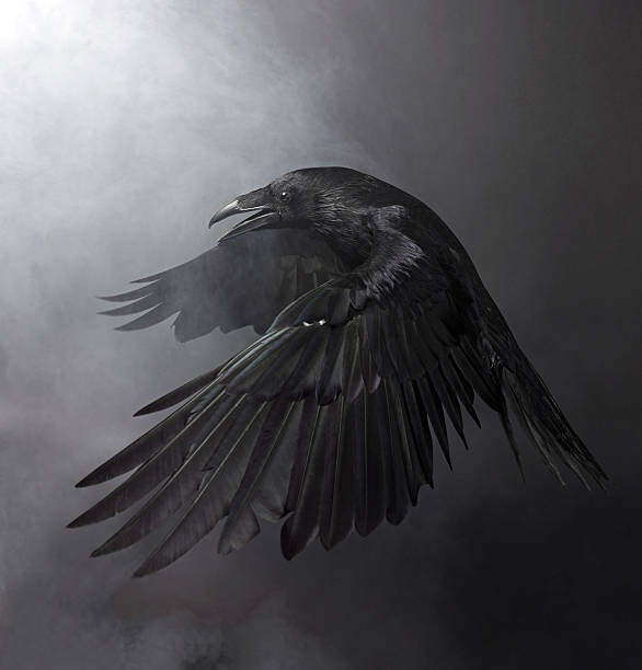 Schilderij op canvas Black Raven