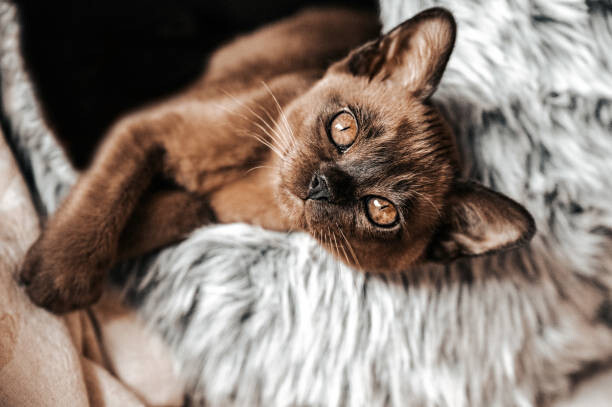 Schilderij op canvas Cute Brown Burmese Kitten looking at camera