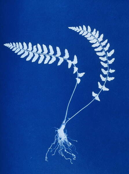 Schilderij op canvas Cyanotype of Aspidium trapezoides, 1853
