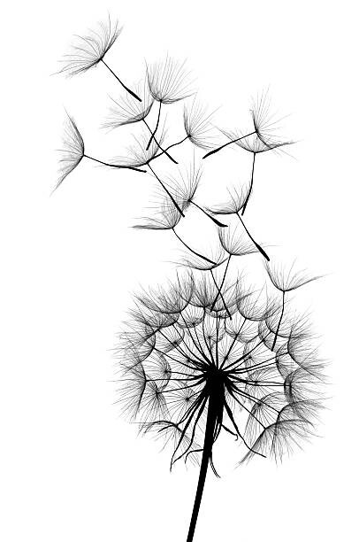 Obraz na plátne Dandelion