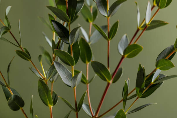 Obraz na plátne Green eucalyptus branches on dark background