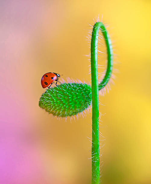 Obraz na plátne Green poppy