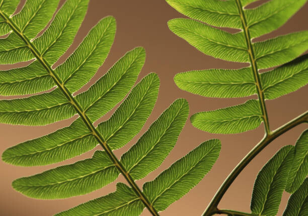 Schilderij op canvas Highlighted leaf veins on fern fronds
