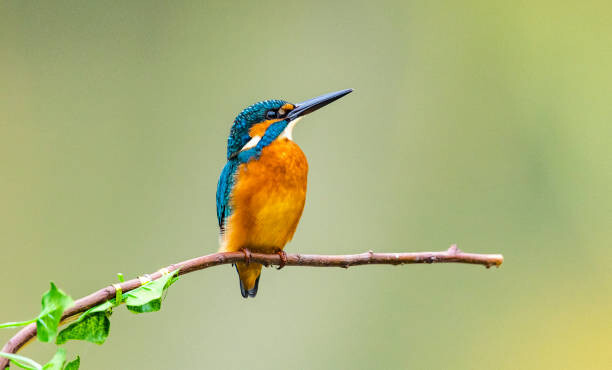 Obraz na plátne kingfisher