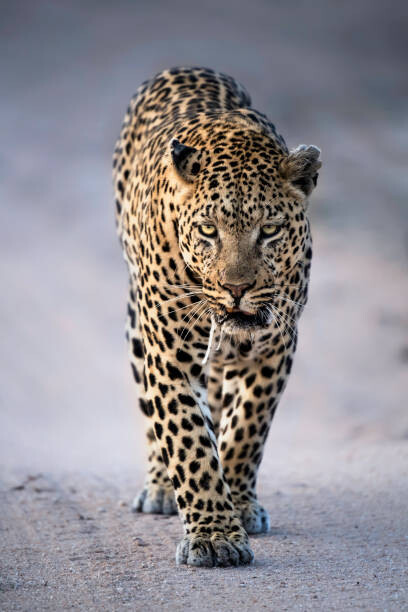 Obraz na plátne Leopard Portrait