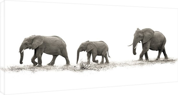 Mario Moreno - The Elehants canvas