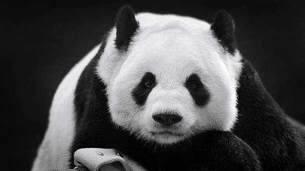 Obraz na plátne Panda in Repose
