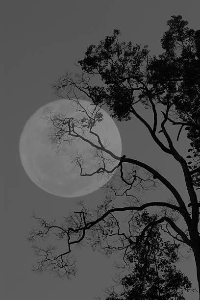 Schilderij op canvas Tree and the moon